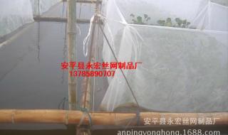 网箱养殖黄鳝一亩地能养多少